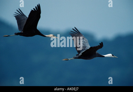 Kapuzen-Kran / Moenchskranich Stockfoto