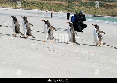 Gentoo Penguins, Pygoscelis Papua sind von Antarktis Kreuzfahrt Touristen Karkasse Insel auf den Falkland Inseln genossen. Stockfoto