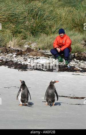 Gentoo Penguins, Pygoscelis Papua sind von Antarktis Kreuzfahrt Touristen Karkasse Insel auf den Falkland Inseln genossen. Stockfoto