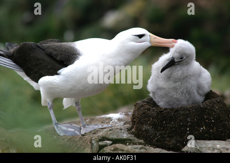 Schwarzen browed Albatros sind geschützt durch ehemalige Schafhalter auf Westpoint Island auf den Falkland-Inseln Stockfoto