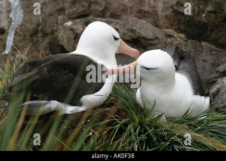 Schwarzen browed Albatros sind geschützt durch ehemalige Schafhalter auf Westpoint Island auf den Falkland-Inseln Stockfoto