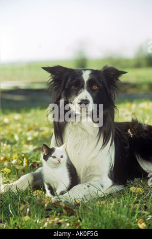 Tierfreundschaft: Ein Border Collie liegt im Gras mit einem Kätzchen zwischen den Pfoten Stockfoto