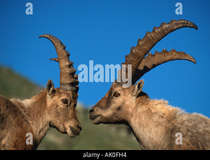 Alpensteinbock Stockfoto