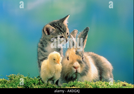 tierische Freundschaft: Hasen, Küken und Hauskatze Kitten Stockfoto