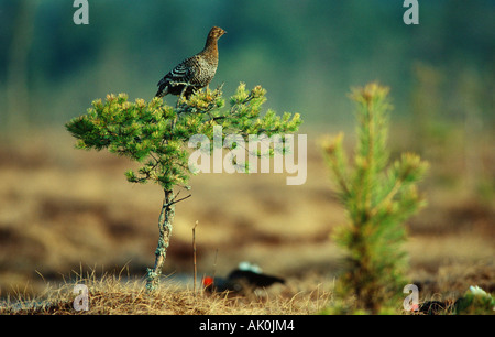 Birkhahn / Birkhahn / Birkhuhn Stockfoto