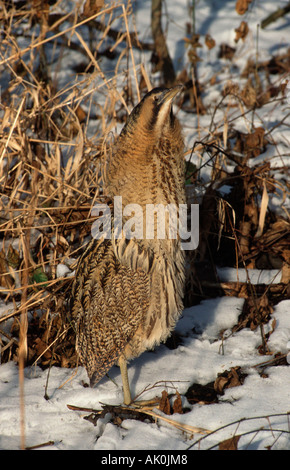 Eurasische Rohrdommel / Grosse Rohrdommel Stockfoto