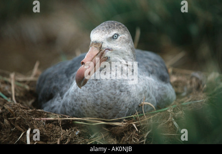 Nördlichen Giant Petrel / Hall-Sturmvogel Stockfoto