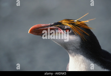 Haubenpinguin Stockfoto