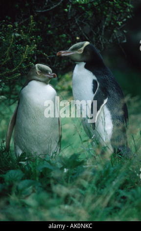 Yellow-eyed Penguin Stockfoto