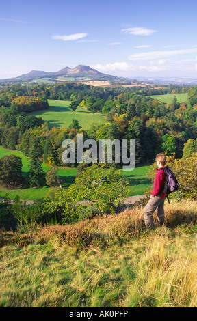 Herbst Scotts View in den Scottish Borders Wanderer genießen Sie den herbstlichen Blick über Fluss Tweed, Eildon Hills Scotland UK Stockfoto