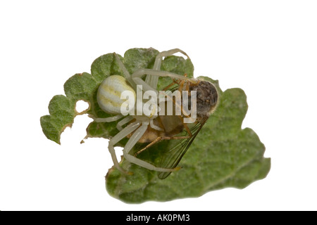 Gemeinsamen Krabbenspinne. Makro sehr kleine Krabbenspinne Essen viel größeren schweben fliegen Surrey England Stockfoto