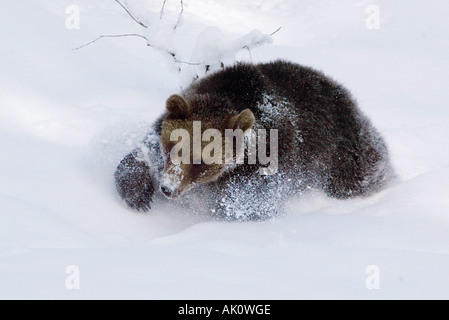 Europäischer Braunbär / Europaeischer Braunbaer Stockfoto