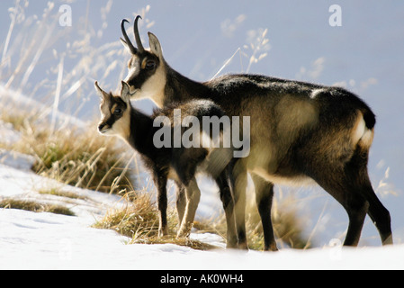 Gams / Gemse / Gaemse Stockfoto