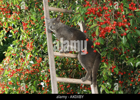 Hauskatze auf Leiter in Kirschbaum Stockfoto