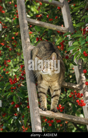 Tabby Hauskatze auf Leiter in Kirschbaum Stockfoto