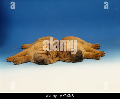 Chinesische Shar-Pei Stockfoto