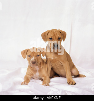Amerikanischer Staffordshire-Terrier / Pitbull Stockfoto