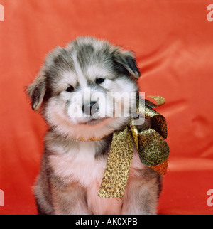 Alaskan Malamute Stockfoto