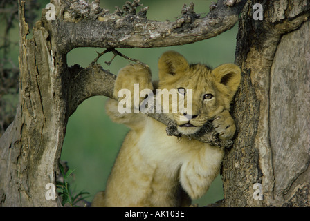 Löwenjunges mit Blick auf den Ast eines Baumes direkt in die Kamera Masai Mara National Reserve Kenia in Ostafrika Stockfoto