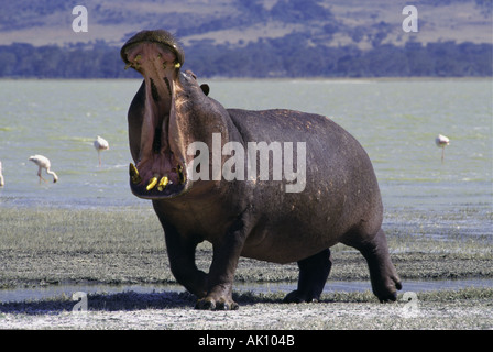 Nilpferd gähnende Ngorongoro Krater Tansania Stockfoto