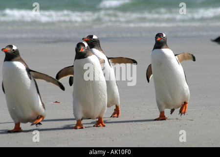 Gentoo Pinguine am Strand in der antarktischen Halbinsel Stockfoto