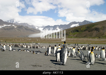 Königspinguine und Touristen am Strand von St. Andrews Bay South Georgia Island der größte König Pinguin-Kolonie in der Welt Stockfoto