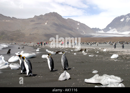 Königspinguine und Touristen am Strand von St. Andrews Bay South Georgia Island der größte König Pinguin-Kolonie in der Welt Stockfoto