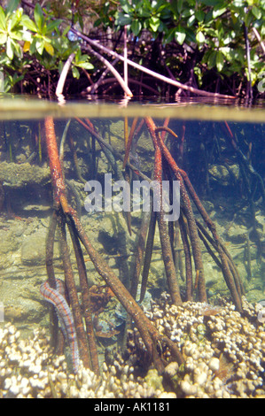 Mangrovewurzeln unter Wasser und eine auffällige Seegurke Kaneohe bay Oahu Hawaii USA North Pacific Stockfoto