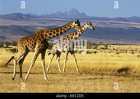 Netzartige Giraffe und Mount Kenya Stockfoto