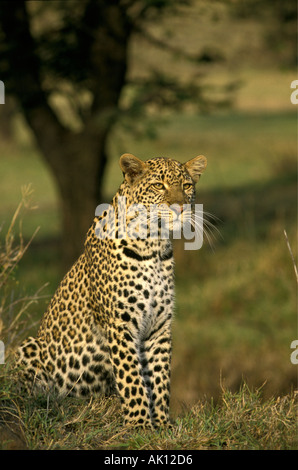 Leopard sitzend beobachten Beute Masai Mara National Reserve Kenya Stockfoto