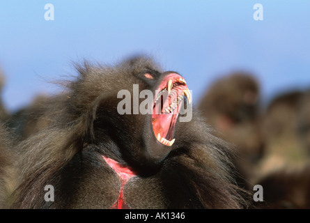 Gelada Pavian Simien Berge endemische Arten Äthiopien Stockfoto