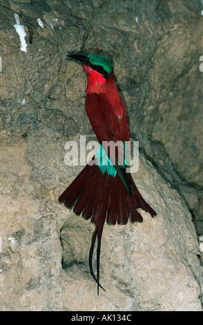 Karmin Biene-Esser Merops Nubicoides nisten im River Bank Okovango Delta Botswana Namibia Stockfoto