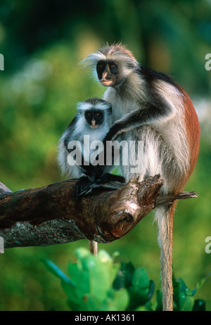 Zanzibar Rote Stummelaffen Peocolobus Kirkii Erwachsenen mit Baby Sansibar Afrika Stockfoto