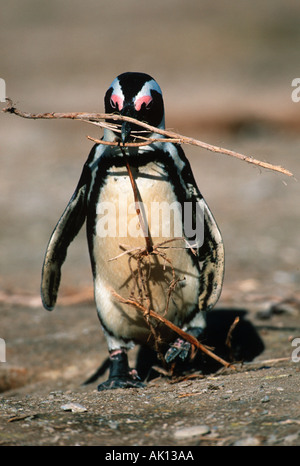 Afrikanische Pinguin Spheniscus Demerus Erwachsene mit Feder für Nestbau Material Robben Island South Africa Stockfoto