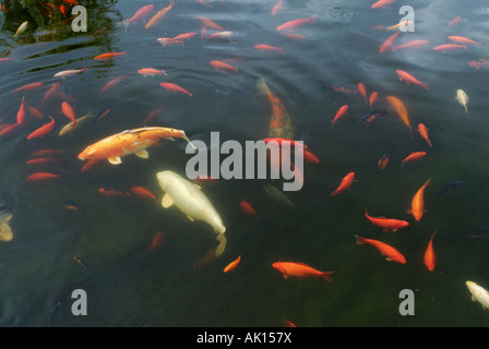 Goldfische und Kois im Teich Stockfoto