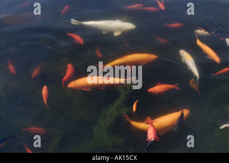 Goldfische und Kois im Teich Stockfoto