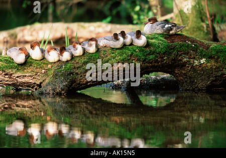 Gemeinsamen Prototyp / Gänsesäger / Gaensesaeger Stockfoto