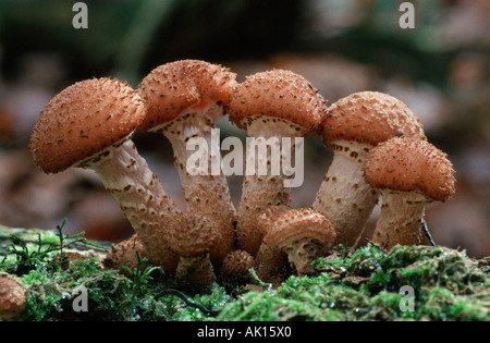 Honig-Pilz / Honiggelber Hallimasch Stockfoto