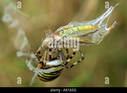 Schwarz-Gelb-Argiope, Schwarz-Gelb-Gartenspinne (Argiope bruennichi), die einen Grashüpfer tötet Stockfoto