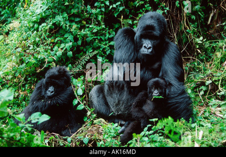 Berggorilla Stockfoto