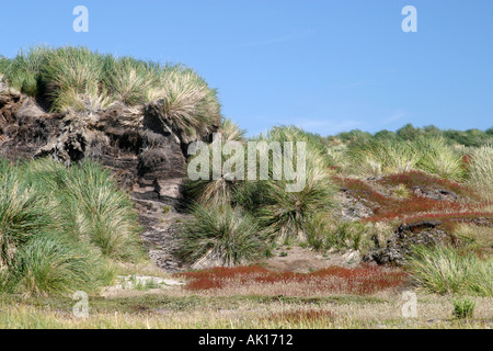 Grasbüschel Grass auf den Strand von Carsass Island Falkland-Inseln ist ideal für die Megellanic und Gentoo Penguins zu züchten. Stockfoto