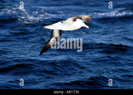 Black-browed Albatros von Black-browed Mollymawk fliegen über dem Südatlantik Stockfoto