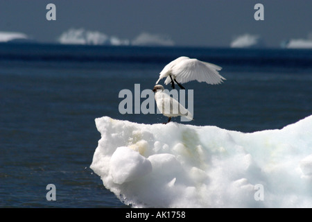 Schnee Petrels Pintado Petrel stehend auf einem kleinen Eisberg aus St Andrews Bay South Georgia Inseln Scotia Sea eine im Flug Stockfoto