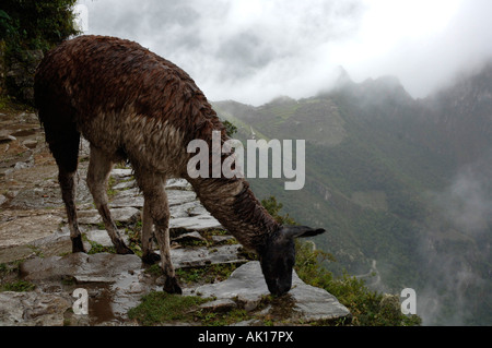 Lamas in den Regen auf Inka-Trail mehrere Kilometer von Machu Picchu. Stockfoto