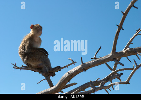 Barbary Affe (Macaca Sylvanus), oberen Felsen, Gibraltar, Spanien Stockfoto