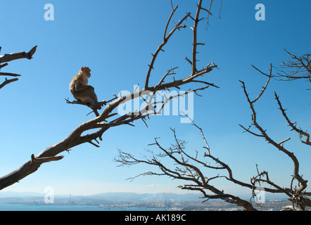 Barbary Affe (Macaca Sylvanus) sitzt in einem Baum mit Blick über La Linea, oberen Felsen Gibraltar, Spanien Stockfoto