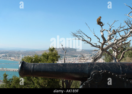 Berberaffen und Blick über La Linea, oberen Felsen Gibraltar Spanien Stockfoto