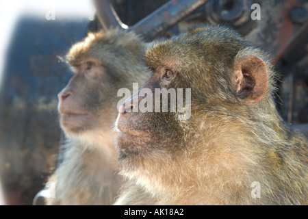 Berberaffen (Macaca Sylvanus), oberen Felsen, Gibraltar, Spanien Stockfoto