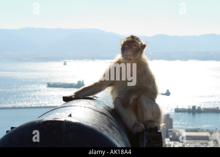 Barbary Affe und Blick nach La Linea, oberen Felsen Gibraltar, Spanien Stockfoto