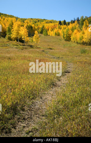 Ein Pfad windet sich durch eine Almwiese im Herbst, Colorado Stockfoto